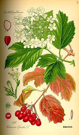 Paprastasis putinas (Viburnum opulus)