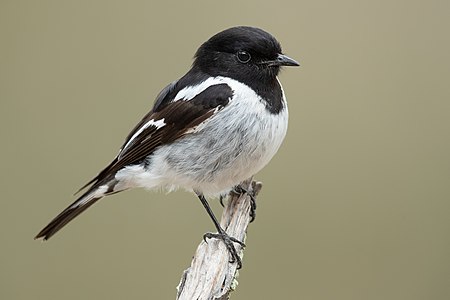 Hooded robin, male, by JJ Harrison