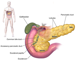 Situs pancreatis intra abdomen