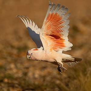 Pink cockatoo in flight, by JJ Harrison