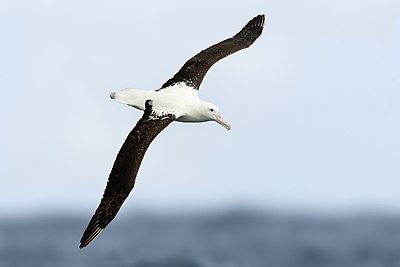 Northern royal albatross