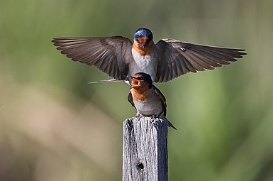 Welkomzwaluw (Hirundo neoxena)