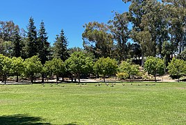 Vasona Lake County Park meadow with geese.jpg