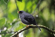 Black-faced Solitaire