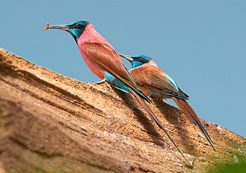 Northern carmine bee-eater