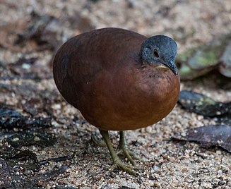 Little tinamou.jpg