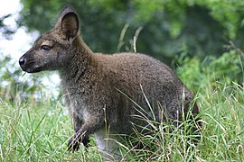 Red-necked wallaby (Notamacropus rufogriseus).