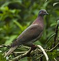 Pale-vented pigeon