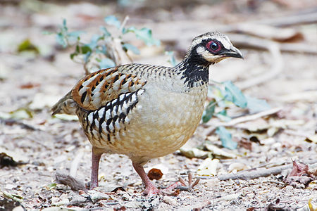 Bar-backed partridge, female, by JJ Harrison