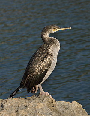 European shag