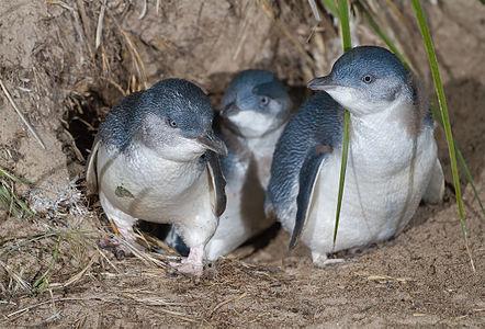 Little penguin, by JJ Harrison