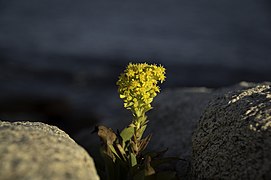 Yellow Flower - panoramio (3).jpg