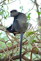 Плави мајмун (Cercopithecus mitis)