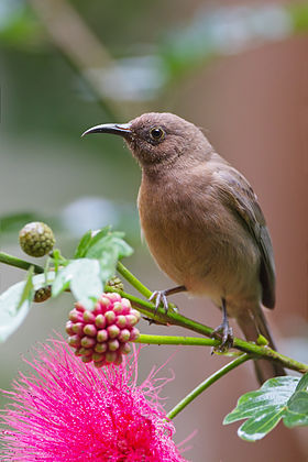 Dusky Myzomela