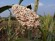 Ripe panicle, India