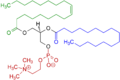 1-oleoil-2-palmitoil-fosfatidilcolina, un autre exemple de fosfoglicerid