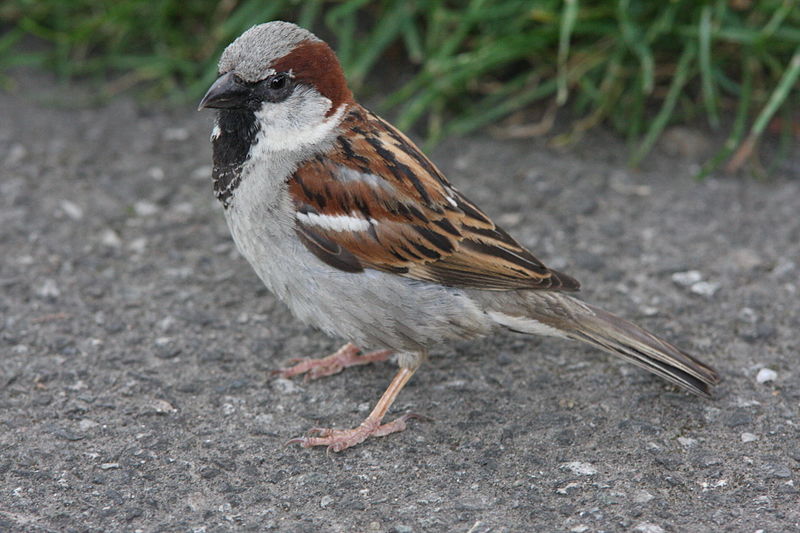 File:Haussperling männlich 2010-06-30.jpg