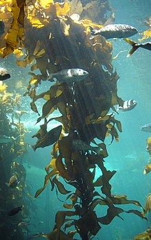 Giant kelp (Macrocystis pyrifera)