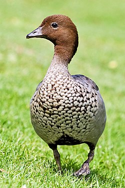 Australian Wood Duck