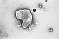 Respiratoir syncytieel virus (RSV) (Paramyxoviridae)