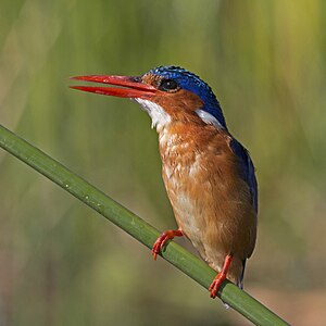 Malachite kingfisher, by Charlesjsharp