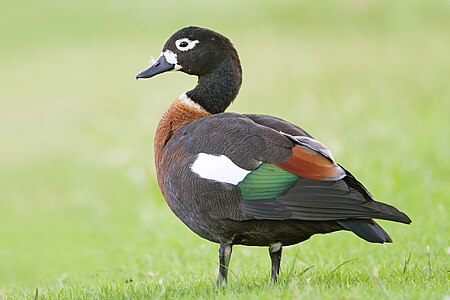 Australian shelduck, female, by JJ Harrison