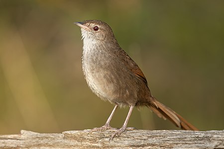 Eastern bristlebird, by JJ Harrison