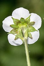 Kelk en bijkelk van heuvelaardbei (Fragaria viridis)