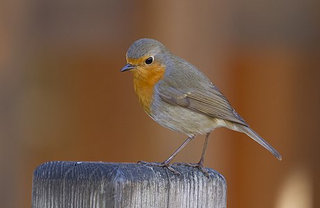 European robin, by PierreSelim