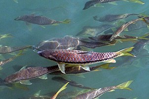 Golden Mahseer (Tor putitora)