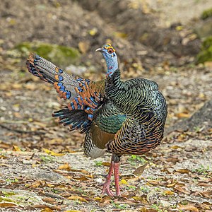 Ocellated turkey, by Charlesjsharp