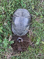 A female with four eggs in a nest