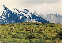 Guanacos in Torres del Paine National Park in Patagonia