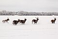 Punahirved talvel Leisi lähistel