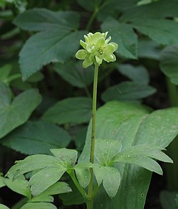 Muskuslill (Adoxa moschatellina)