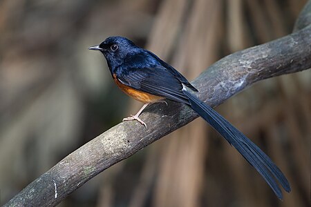 White-rumped shama, male, by JJ Harrison