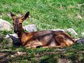 Roe deer