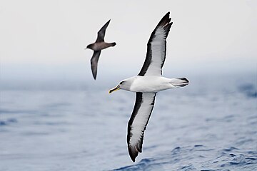 Buller's albatross