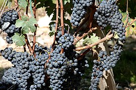 Grappes et feuilles de cabernet sauvignon.