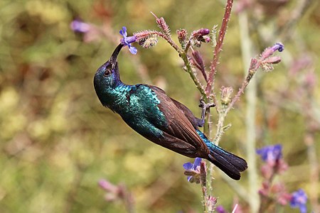 Palestine sunbird, by Charlesjsharp