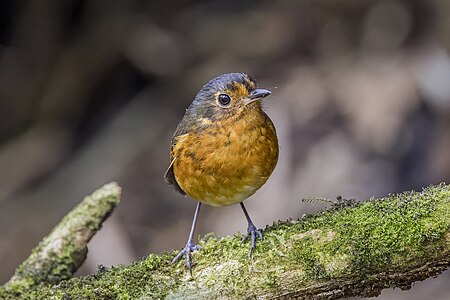 Slaty-crowned antpitta, by Charlesjsharp