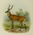 Illustration of Manchurian wapiti.