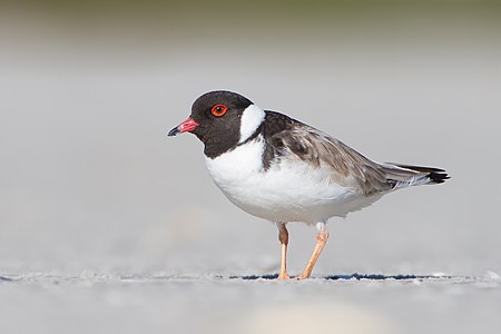 Hooded plover, by JJ Harrison