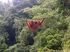 Orang-outan de Sumatra.