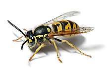 Vespula germanica