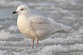 Grønlandsmåke Larus glaucoides