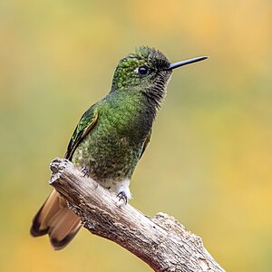 Buff-tailed coronet, by Charlesjsharp