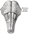 Medulla oblongata ve ponsun anteroinferior görünümü.