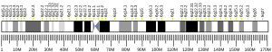 Chromosome 6 (human)