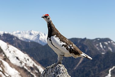 Rock ptarmigan